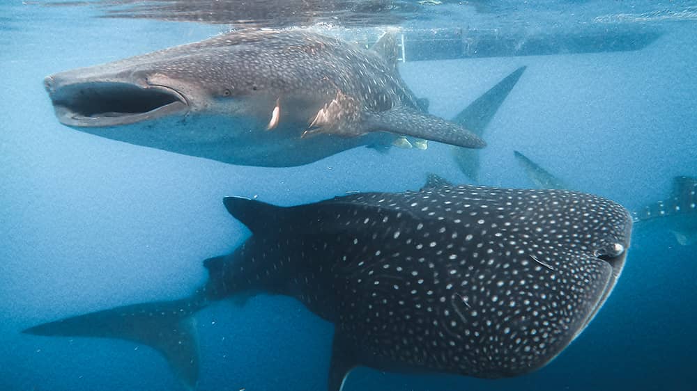 Dive into Adventure: Sumbawa Whale Shark Tour