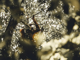 红毛猩猩 (3天/2夜) 苏门答腊武吉拉旺