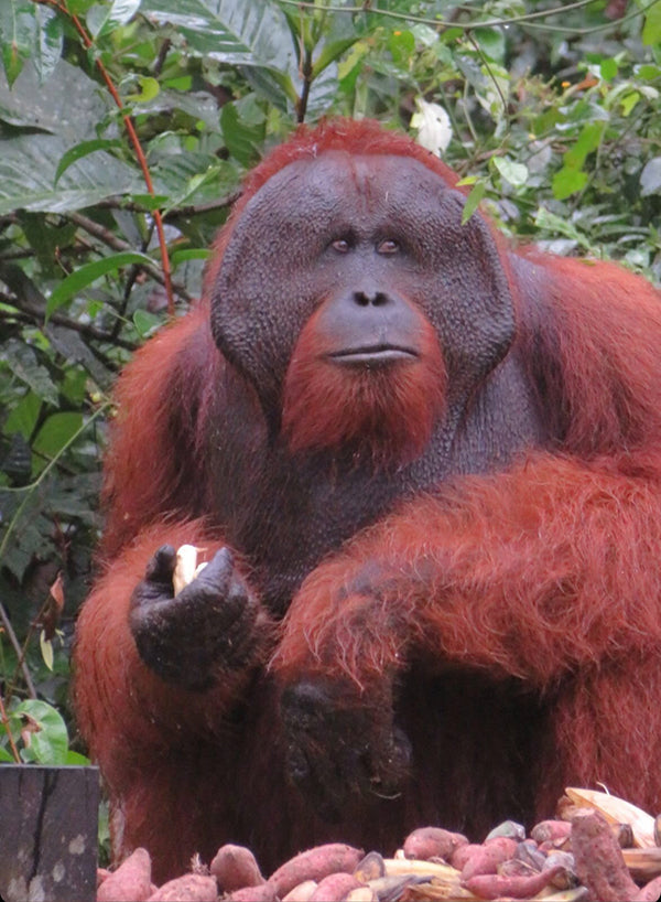 Orangutan Tour Indonesia: A Journey into the Heart of Borneo