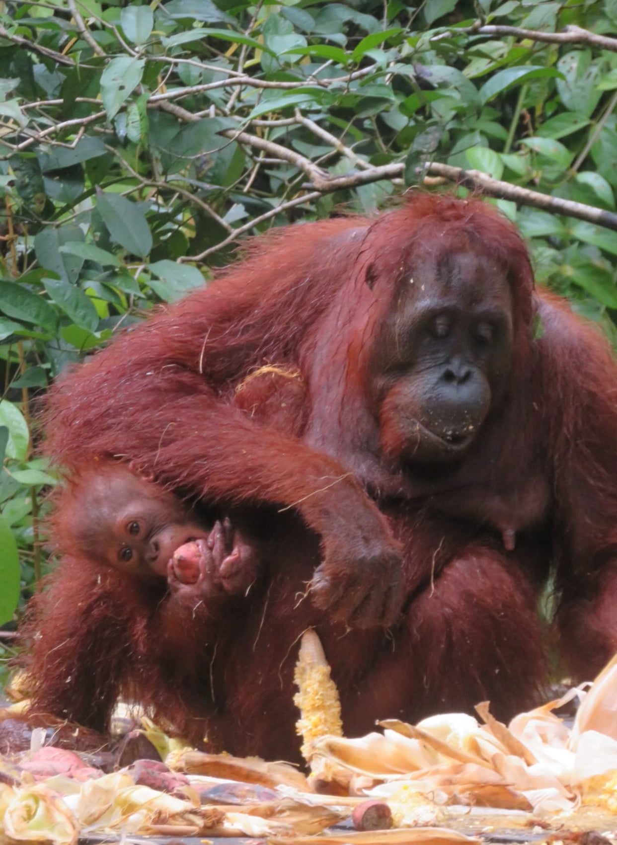 Discover Taman Lawang: A Kalimantan Orangutan Tour Adventure